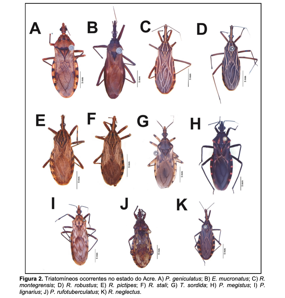 Ufac realiza pesquisas com vetores da doença de Chagas