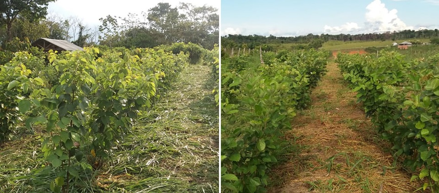Pesquisa avalia ‘Cratylia argentea’ na alimentação de suínos.jpg Pesquisa avalia ‘Cratylia argentea’ na alimentação de suínos.jpg