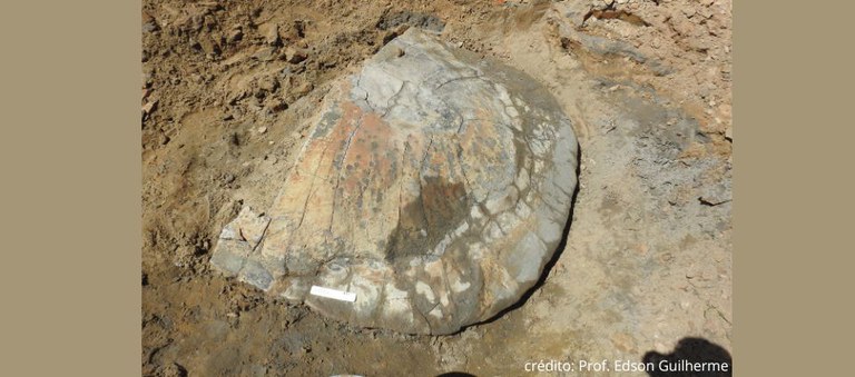 Pesquisadores encontram fóssil de tartaruga gigante em Assis Brasil.jpg Pesquisadores encontram fóssil de tartaruga gigante em Assis Brasil.jpg