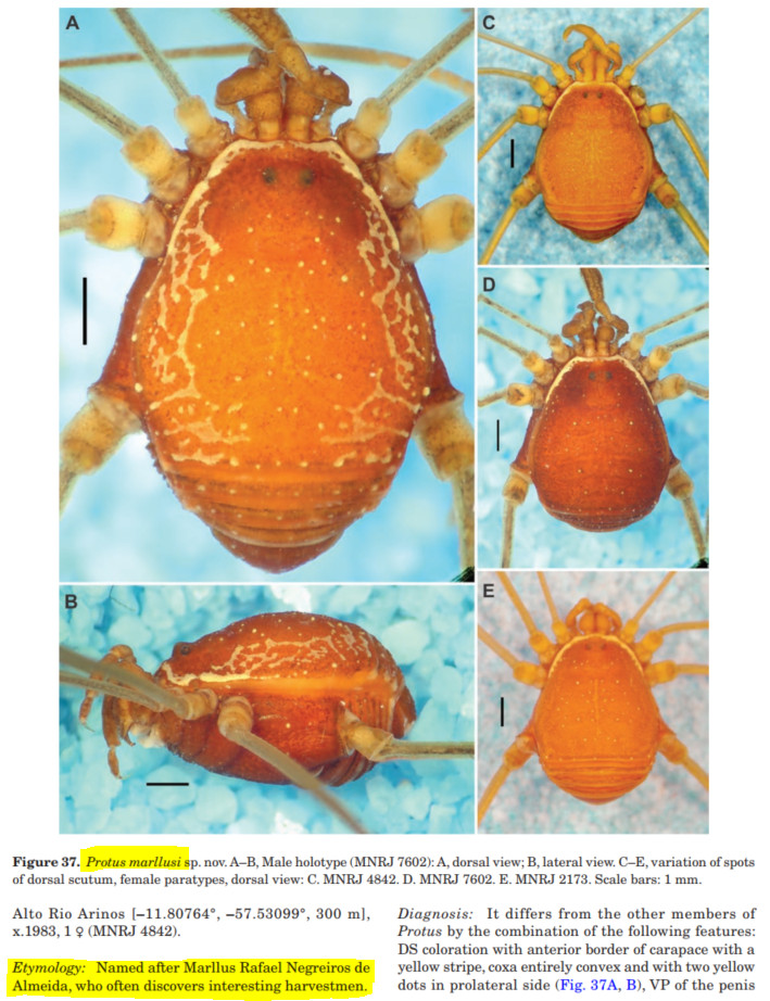 Aluno do campus Floresta da Ufac descobre nova espécie de opilião2.jpeg