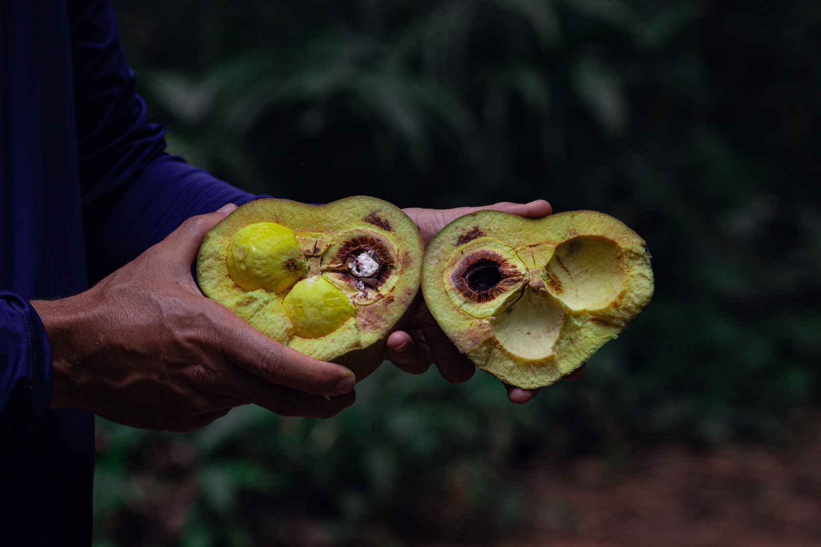 Imagem do Herbário 2