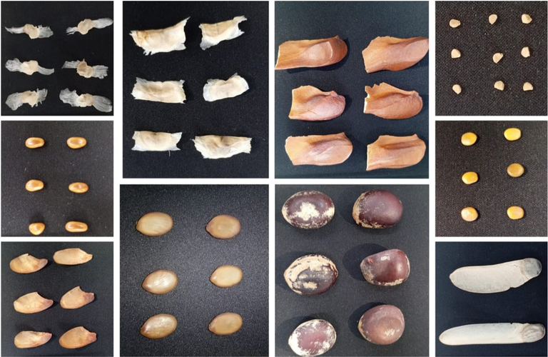 Lasfac Foto sementes.png