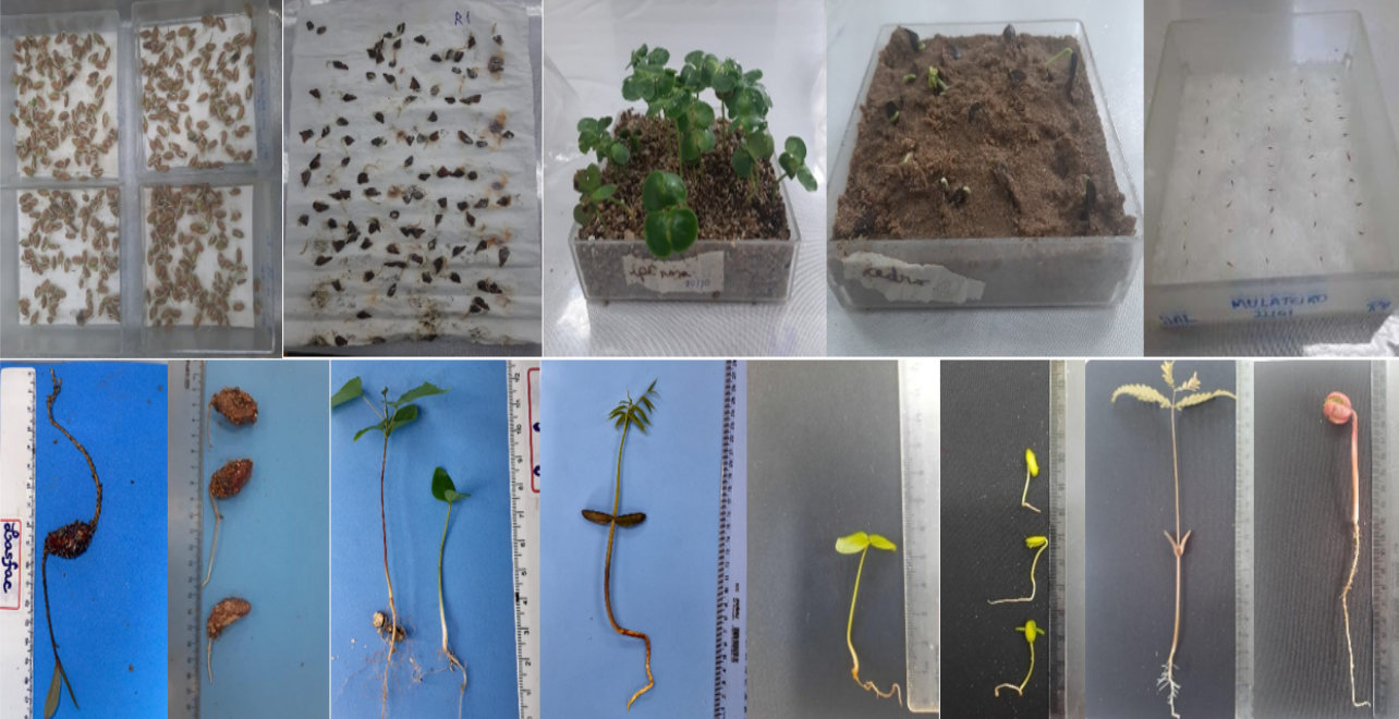 Lasfac sementes em crescimento.png