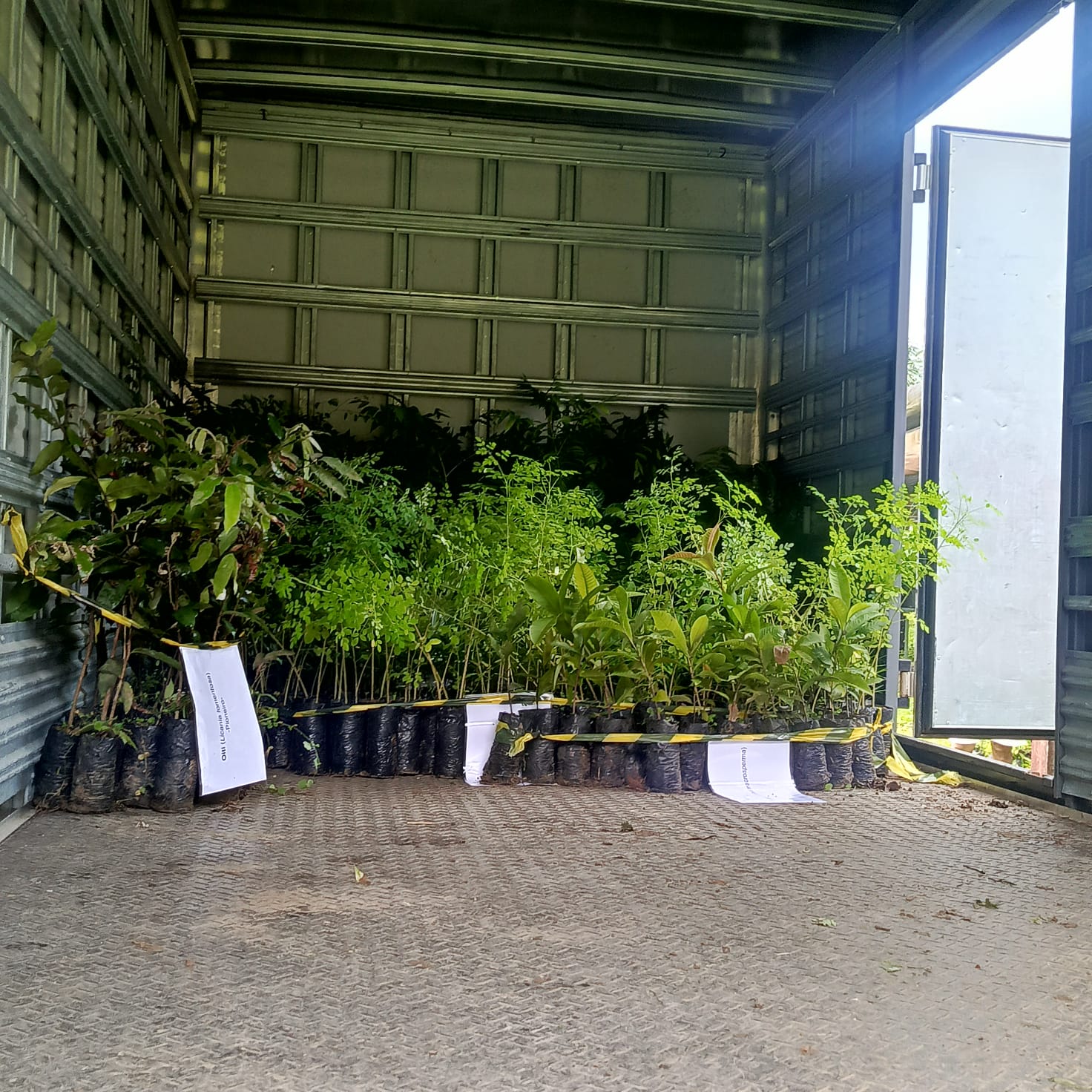 mudas que viveiro doou para projeto.jpeg