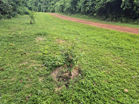 Replantio de Mudas na Via de Acesso ao Viveiro do PZ