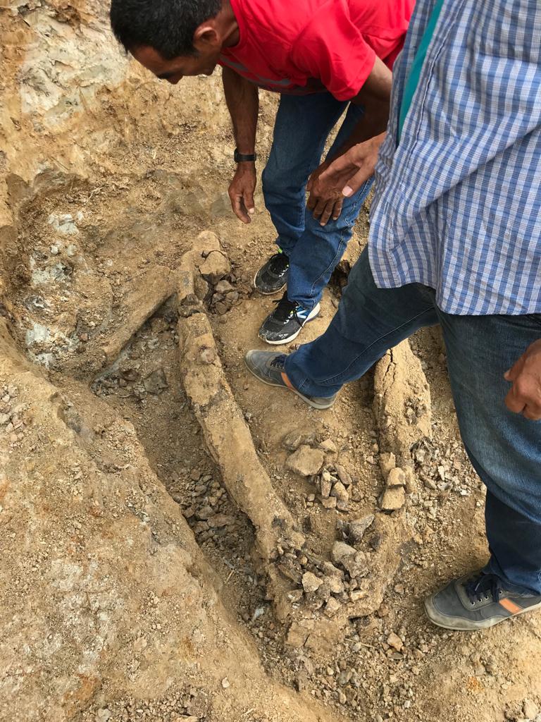 Paleontologia da Ufac resgata fragmentos de purussauro