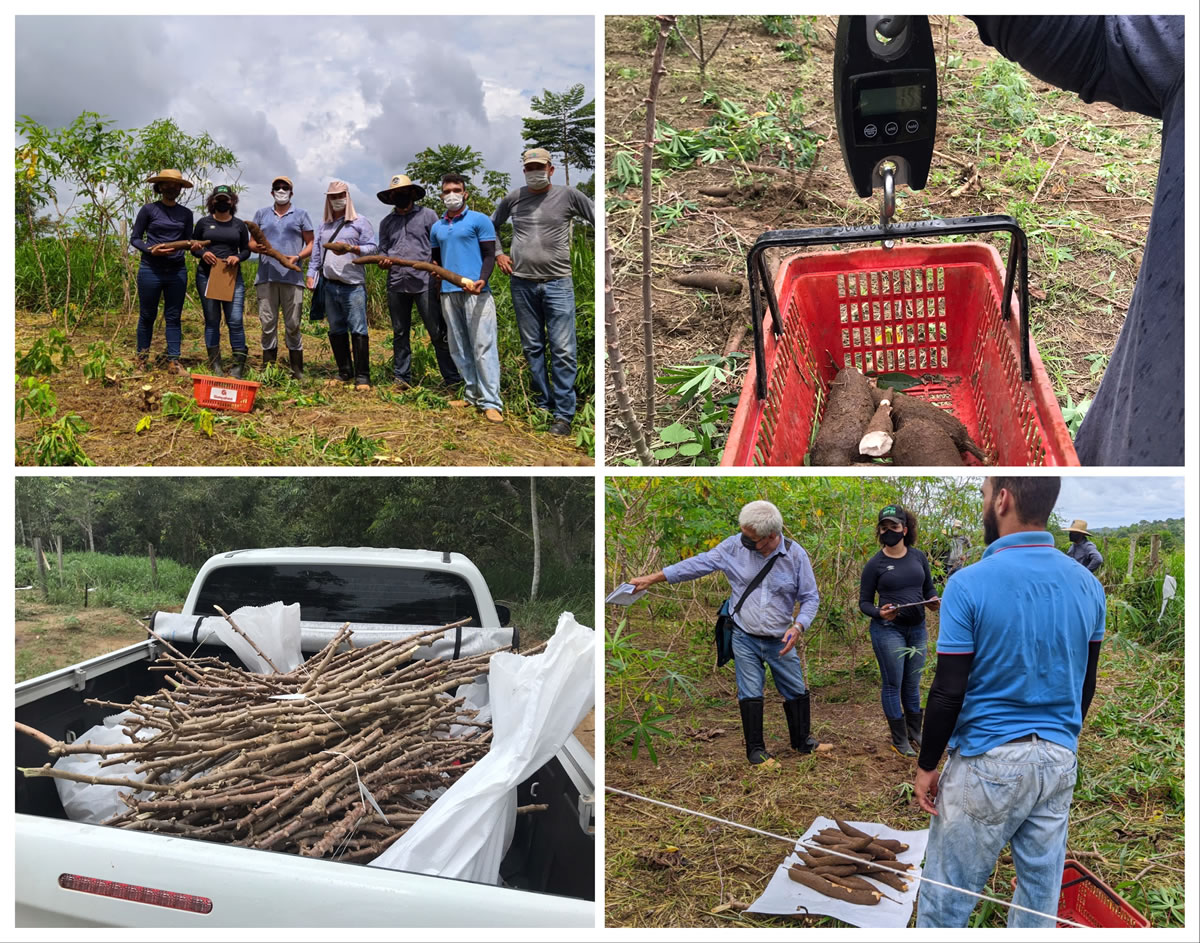 Ufac e Embrapa realizam pesquisa com variedades de macaxeira Ufac e Embrapa realizam pesquisa com variedades de macaxeira