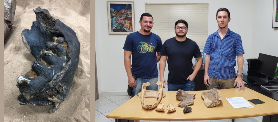 Museu Universitário recebe doação de fósseis do Ifac e da FEM.jpg Museu Universitário recebe doação de fósseis do Ifac e da FEM.jpg