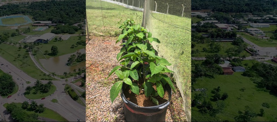 Projeto da Ufac estuda planta conhecida como ‘quiebrabarrigo’.jpeg Projeto da Ufac estuda planta conhecida como ‘quiebrabarrigo’.jpeg
