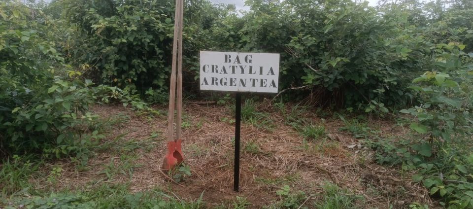 Banco de ‘Cratylia argentea’ completa 8 anos no campus Floresta.jpg Banco de ‘Cratylia argentea’ completa 8 anos no campus Floresta.jpg