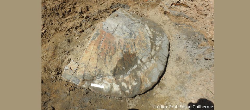 Pesquisadores encontram fóssil de tartaruga gigante em Assis Brasil.jpg Pesquisadores encontram fóssil de tartaruga gigante em Assis Brasil.jpg