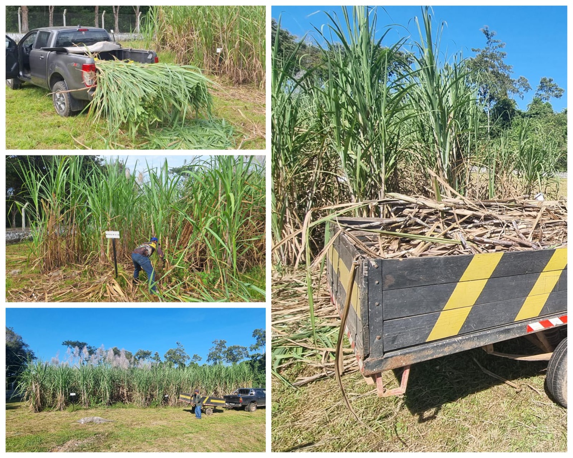 PET-Agronomia e Ufac leite distribuem mudas de cana-de-açúcar