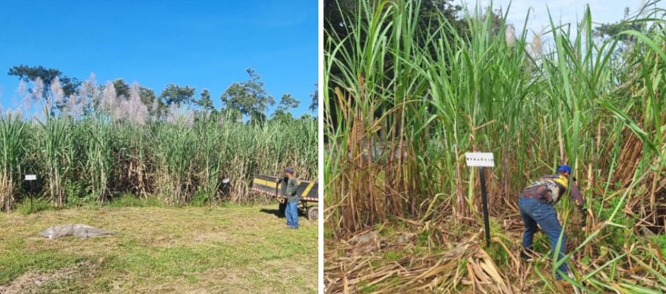PET-Agronomia e Ufac leite distribuem mudas de cana-de-açúcar.jpg PET-Agronomia e Ufac leite distribuem mudas de cana-de-açúcar.jpg