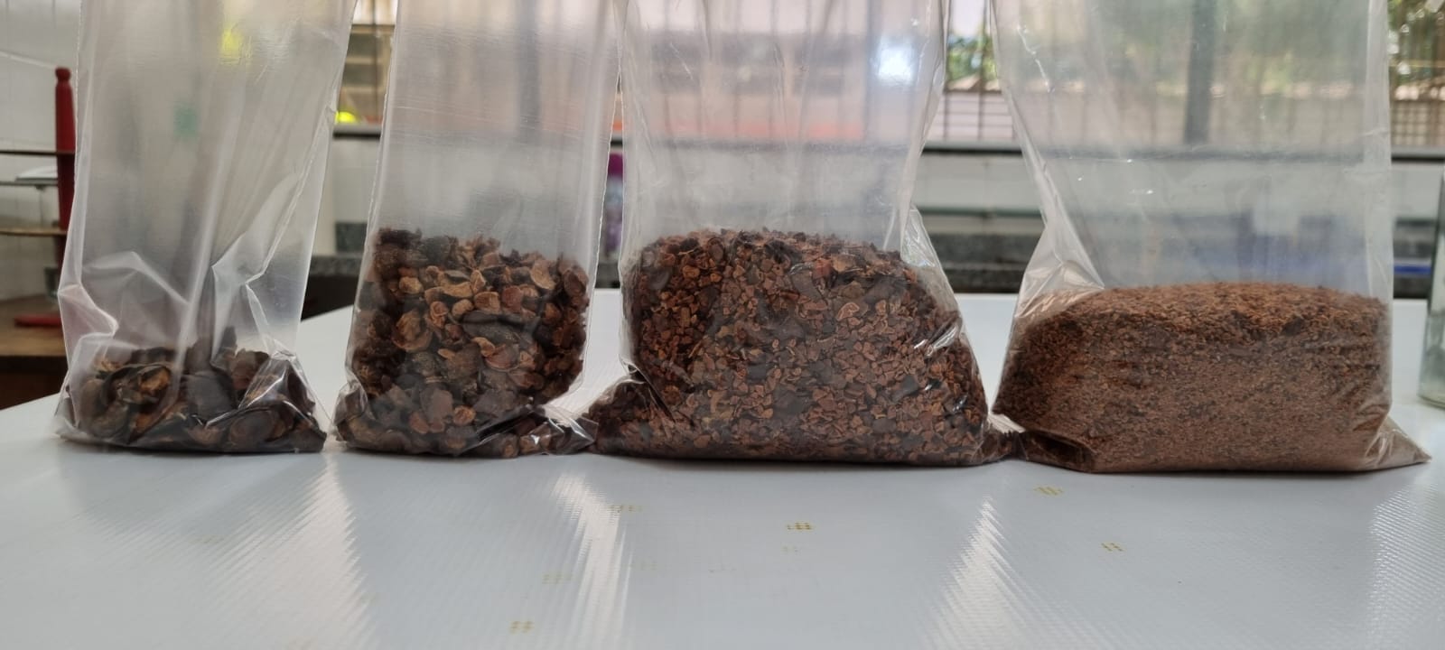 Ufac registra patente de processo inovador para produção de nibs de cupuaçu