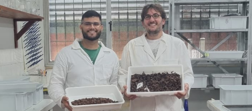 Ufac e Reca projetam produção industrial de nibs de cupuaçu-capa.jpg